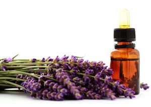 essential oil lavender 