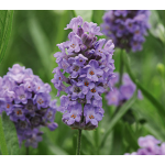 lavender essential oils